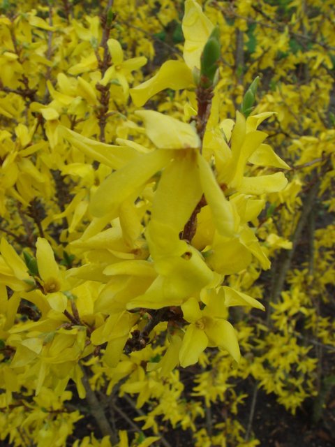 Forsythia suspensa fleur